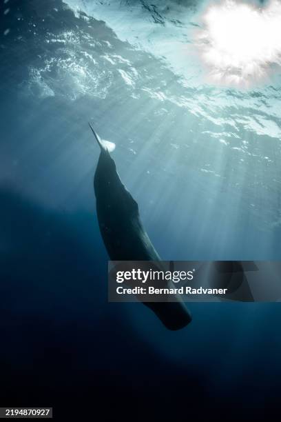 sperm whale diving down - sperm whale stock pictures, royalty-free photos & images