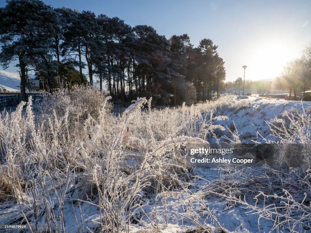 Hoar frost on vegetation at Abington in the Southern Uplands, Scotland, UK.