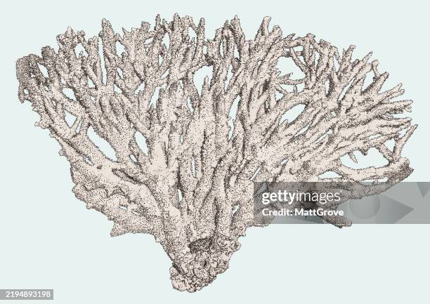 acropora coral - elkhorn coral stock illustrations