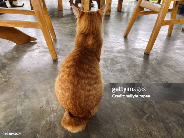 Cat Rear 214 Cat Rear View Tail Up Stock Photos, High-Res Pictures, and Images ...