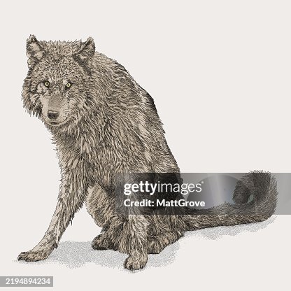 Wolf Seated Wolf Seated