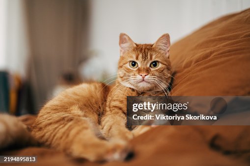 Beautiful short hair cat lying on the bed at home Beautiful short hair cat lying on the bed at home