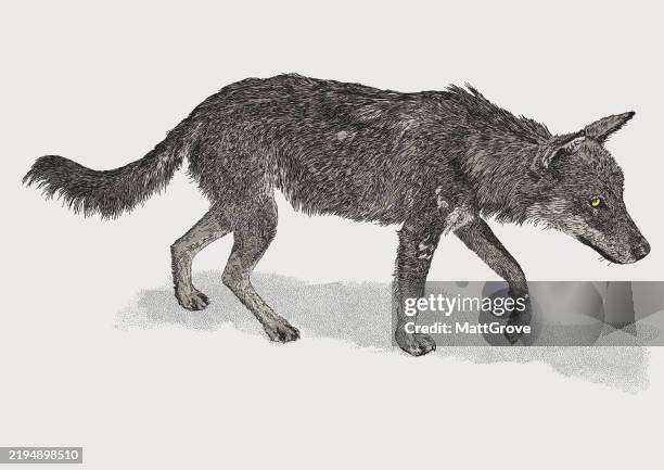 walking wolf prowling - gray wolf stock illustrations