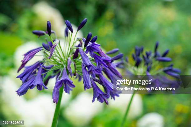 dark blue form of agapanthus flowering in summer - african lily stock pictures, royalty-free photos & images