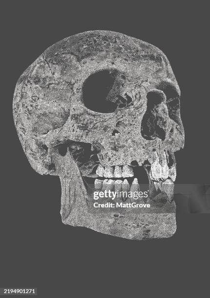 human skull - human bones isolated stock illustrations