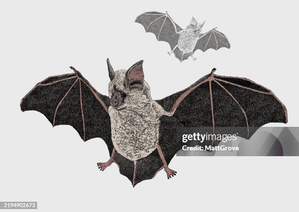 flying fruit bat - vampire bat stock illustrations