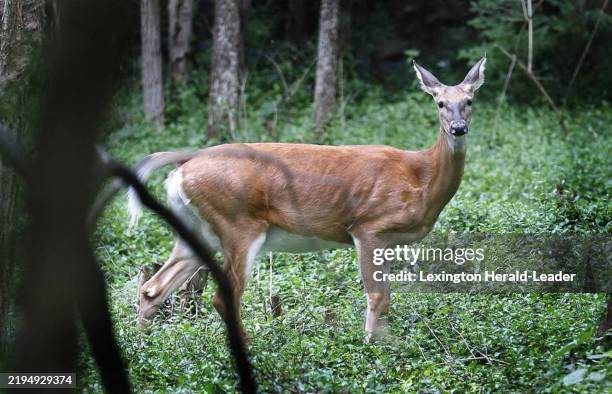 White-tailed deer pauses in the woods at McConnell Springs in Lexington, Kentucky, on Aug. 18, 2014.