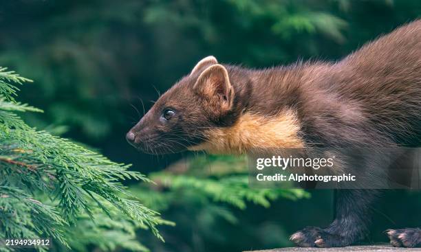 a pine marten on a log - european pine marten stock pictures, royalty-free photos & images