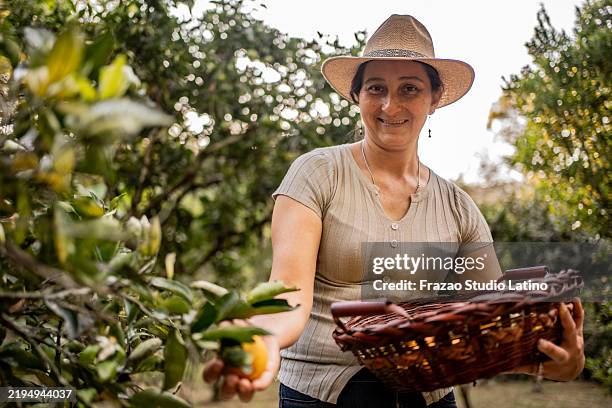 portrait of a mature woman harvesting fruits on a orchard - orange bucket hat stock pictures, royalty-free photos & images