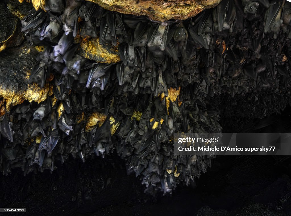 Egyptian Rousette (Rousettus aegyptiacus)