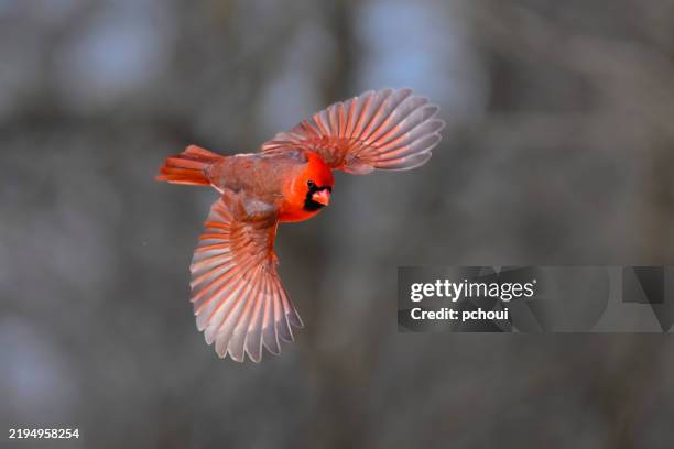 Photo Cardinal In Flight 625 Cardinal In Flight Stock Photos, High-Res Pictures, and Images ...