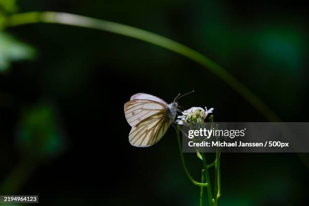 close-up of butterfly on flower - groot geaderd witje stockfoto's en -beelden