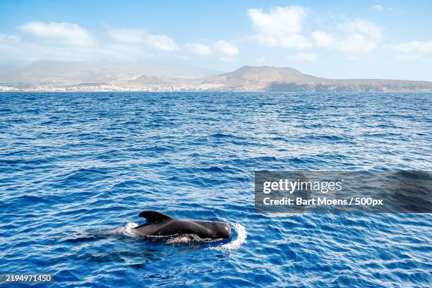 high angle view of whale swimming in sea,tenerife - whale watching stock pictures, royalty-free photos & images