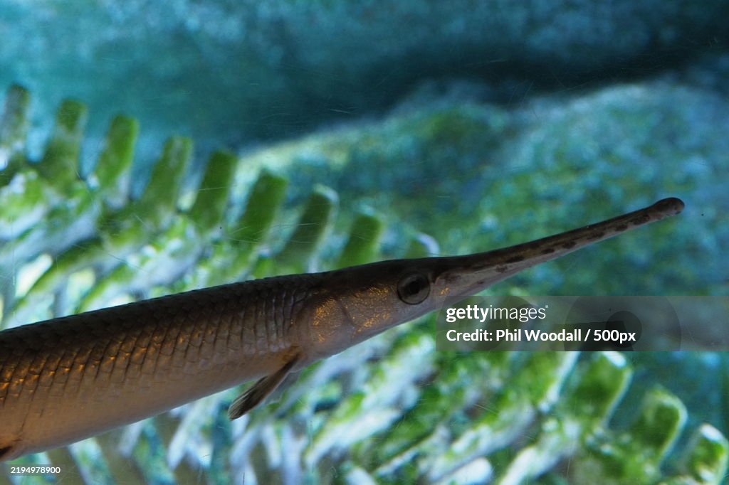 Close-up of fish swimming undersea
