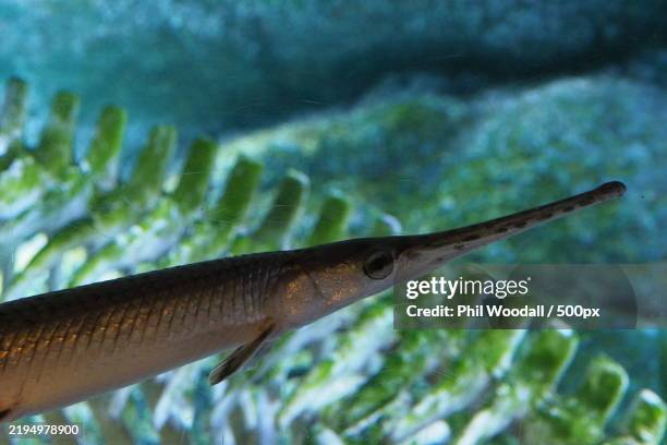 Closeup Of Fish Swimming Undersea High-Res Stock Photo