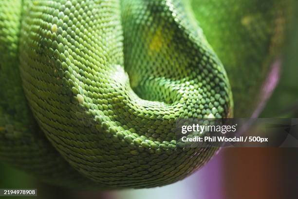 close-up of python - snakeskin stock pictures, royalty-free photos & images