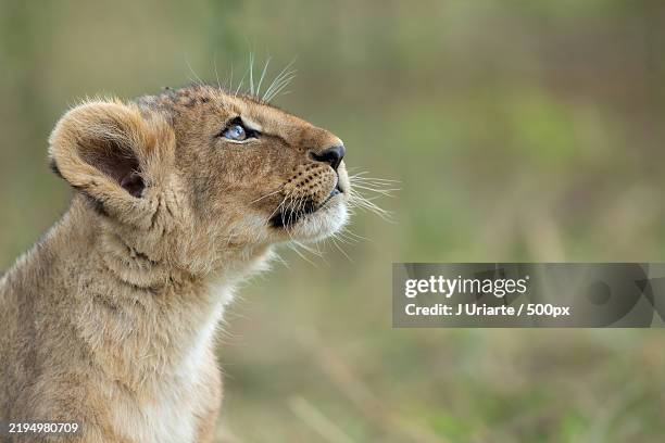 close-up of lioness - cute baby lion stock pictures, royalty-free photos & images