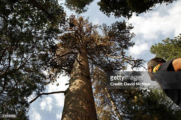 Ponderosa pine measuring 96 inches in diameter survived the droughts of five centuries but fell victim to the latest drought and the onslaught of...