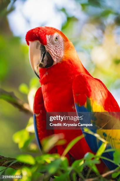 scarlet macaw perched in vibrant foliage in costa rica - parrot bildbanksfoton och bilder