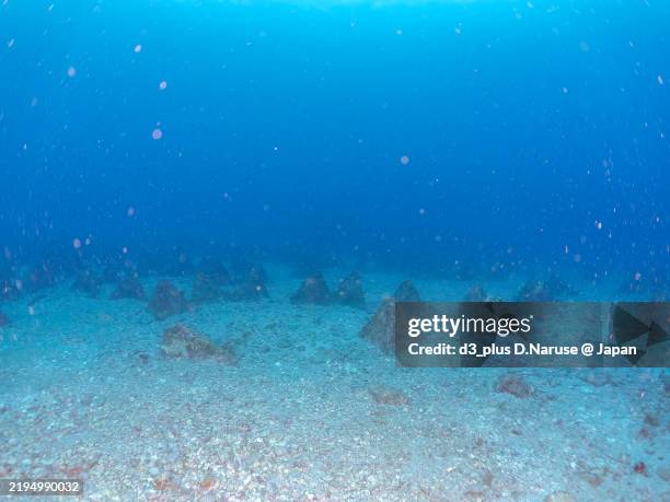 Triangular Shellfish 66 サザエ Stock Photos, High-Res Pictures, and Images - Getty Images