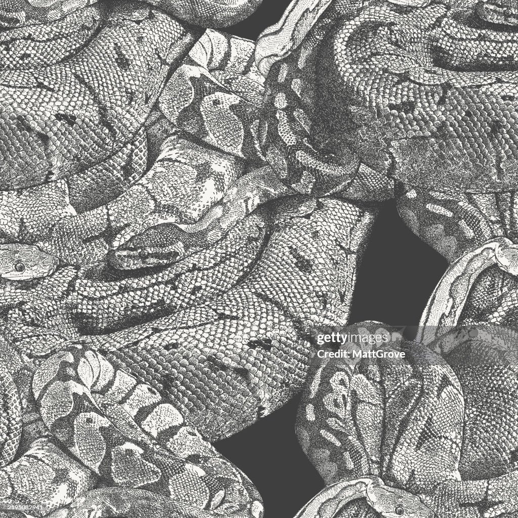 Pythons Boaconstrictors Seamless Repeat High-Res Vector Graphic - Getty ...