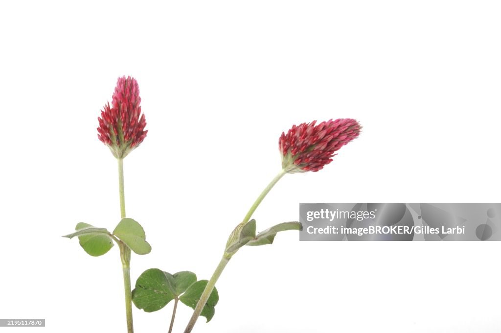 Red clover