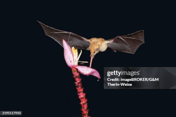orange nectar bat (lonchophylla robusta) hovering and drinking the nectar from a wild red banana plant flower (musa velutina) in the rain forest, costa rica, central america - pollination stock pictures, royalty-free photos & images