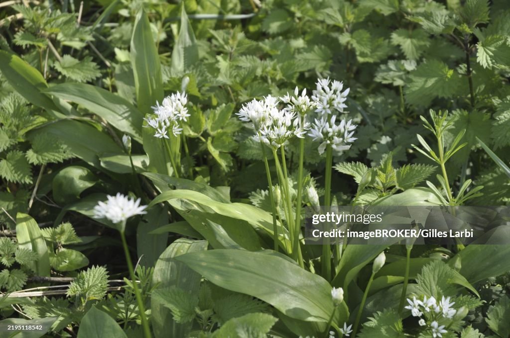 Wild garlic