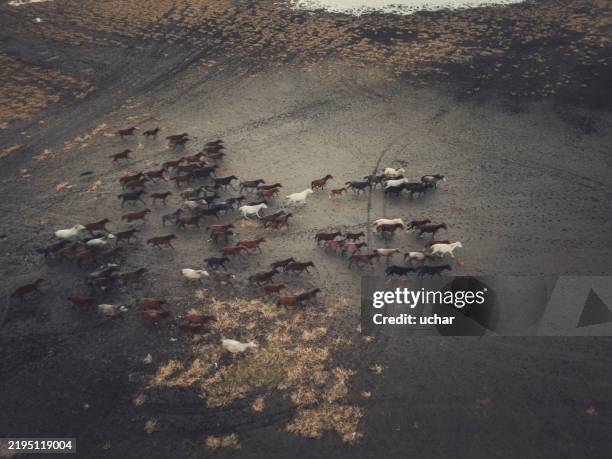 herde wilder pferde, die auf vulkanischem boden in der nähe von wasser laufen - grautier pferdeartige stock-fotos und bilder