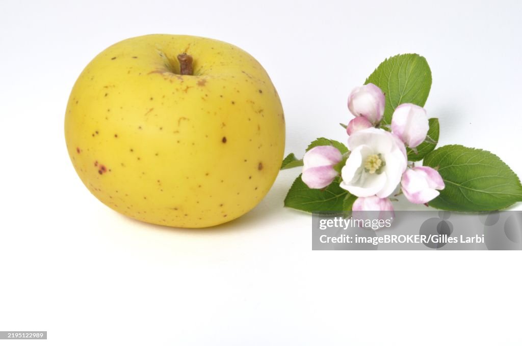 A yellow apple next to an apple blossom with green leaves on a white background