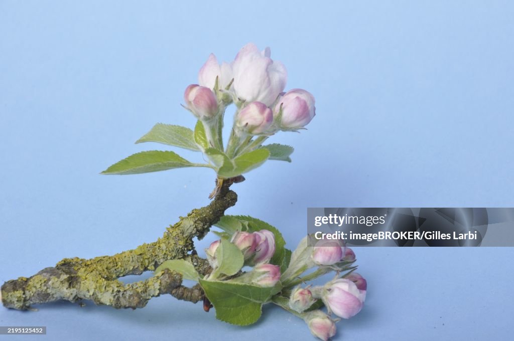 Apple blossom branch with pink flowers and green leaves against a blue background