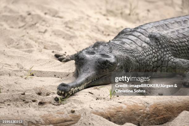 ganges gavial (gavialis gangeticus), gharial, true gavial, adult, on land, captive, endangered species, india, nepal, asia - gharial stock pictures, royalty-free photos & images