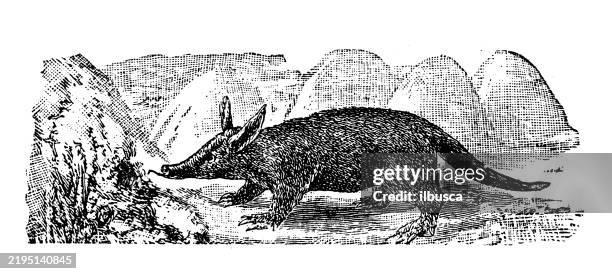 Aardvark Orycteropus Capensis, Photo