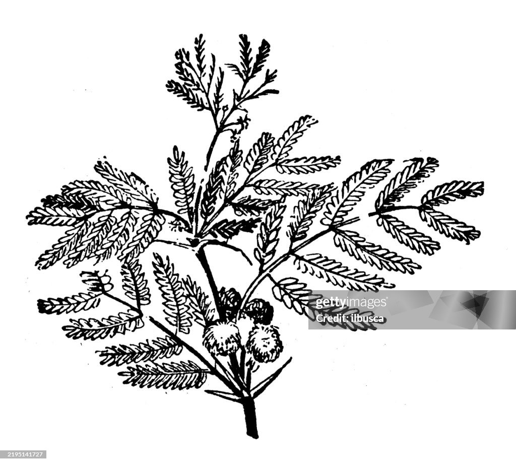 Acacia arabica
