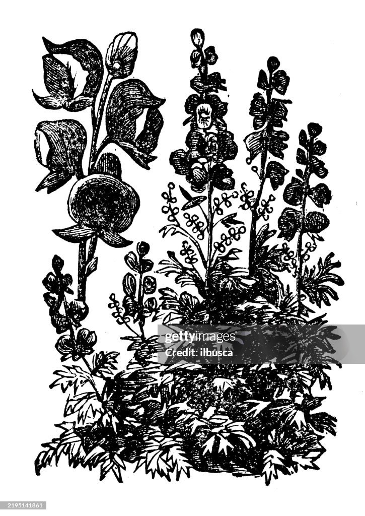 Monk's hood, Aconitum Napellus