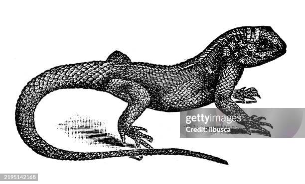 agama, agama colonorum - agama agama stock illustrations