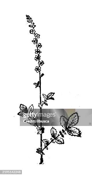 stockillustraties, clipart, cartoons en iconen met agrimony, agrimonia eupatoria - agrimonia-eupatoria