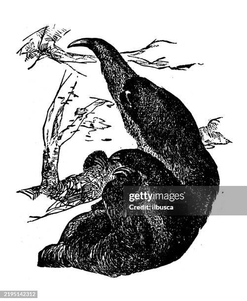 ai, bradypus tridactylus - sloth stock illustrations