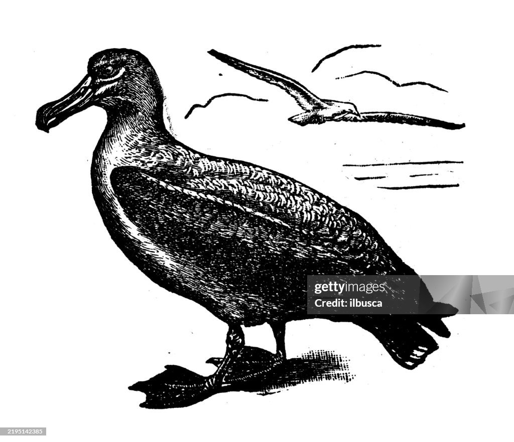 Wandering albatross, Diomedea exulans