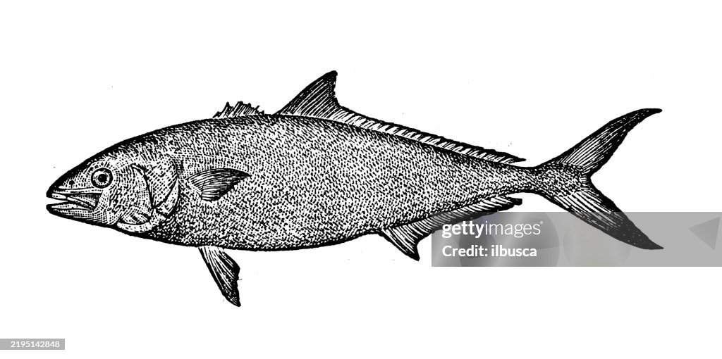 Yellow Tailed Amber fish, Seriola dorsalis