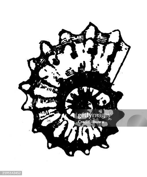 ammonite, ammonites rhotomagen - ammonite stock illustrations