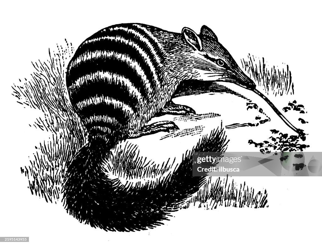 Australian Anteater, Myrmecobius fasciatus