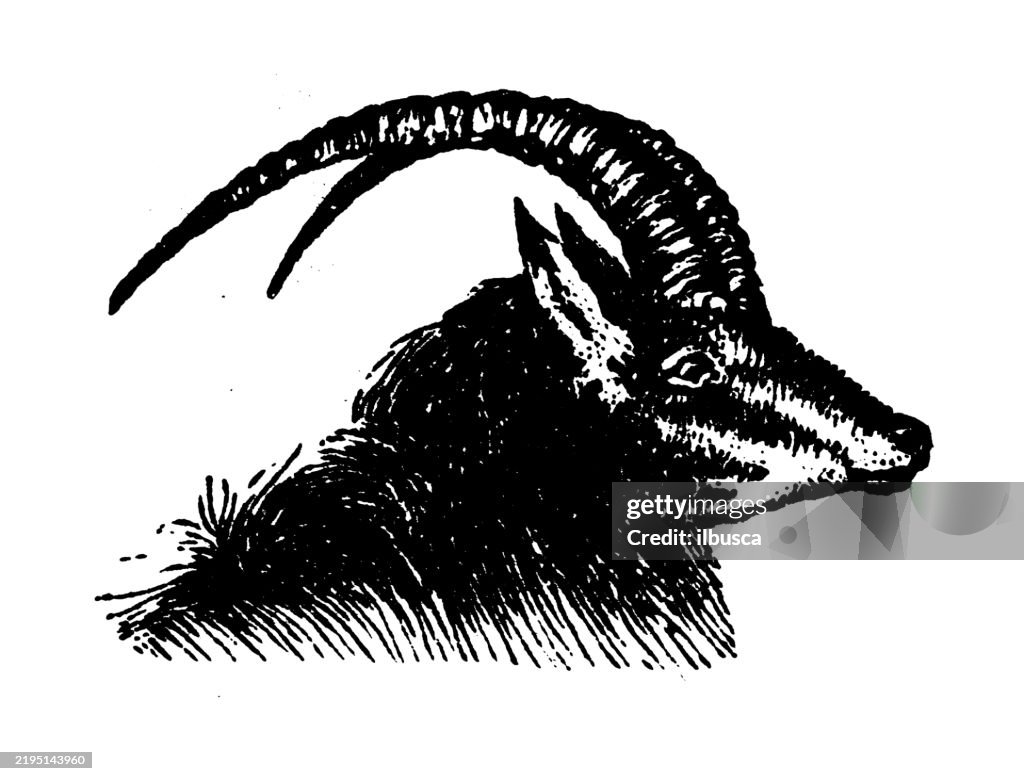 Sable Antelope, Hippotragus niger