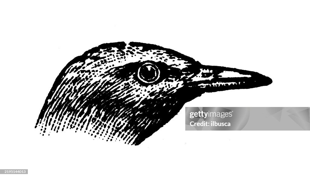 Antwren, Formicarius longipes