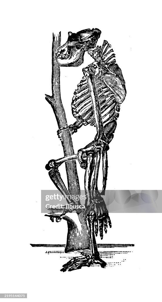 Gorilla Skelett
