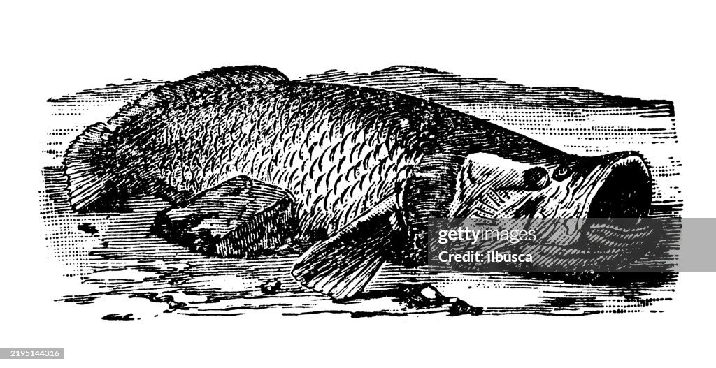 Arapaima, Arapaima gigas