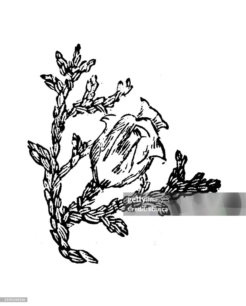 Arbor-vitae, Thuya orientalis