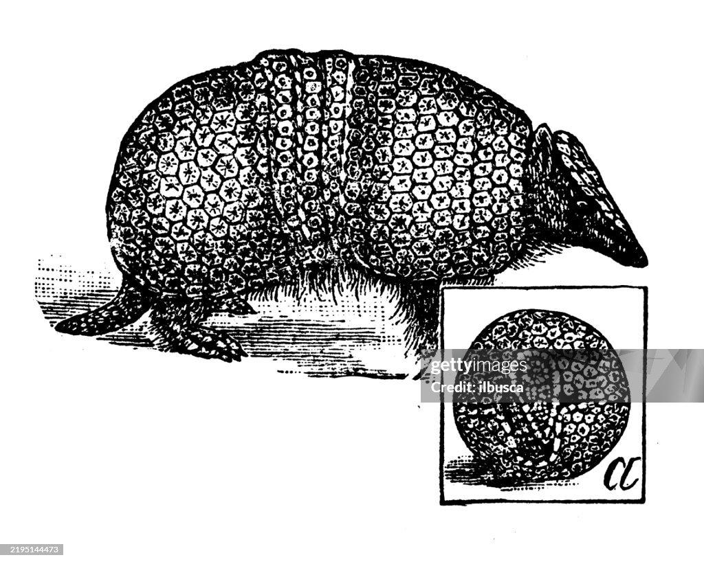 Apar, Three-banded Armadillo, Tolypeutes tricinctus