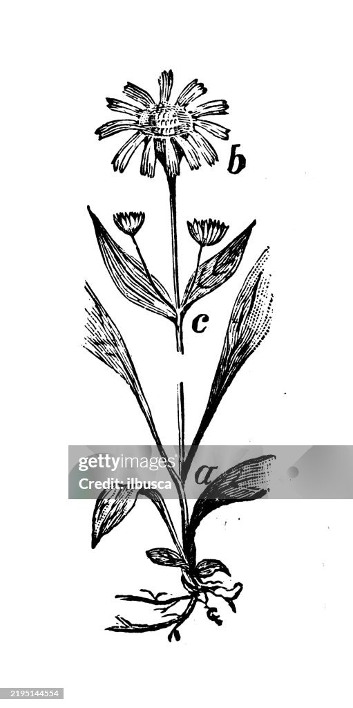 Arnica Plant, Arnica mollis