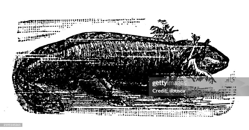 Axolotl, Amblystoma mexicanum